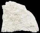 Polished Fossil Brittle Star Mortality Slab - California #56136-2